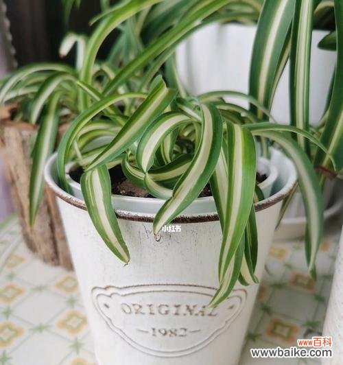 宽叶吊兰的美丽和祝福 宽叶吊兰的花语