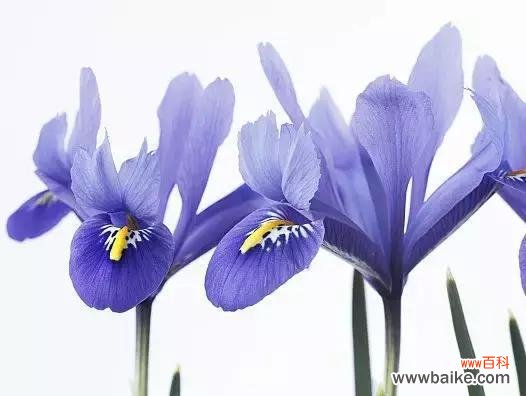 蓝色非洲菊花的种植 蓝色非洲菊花