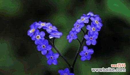 蓝色非洲菊花的种植 蓝色非洲菊花