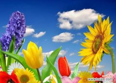 蓝色非洲菊花的种植 蓝色非洲菊花