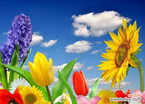 蓝色非洲菊花的种植 蓝色非洲菊花