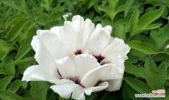 用心绽放 蓝牡丹花语