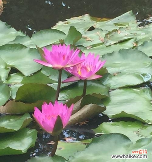 探索蓝荷花的寓意和美丽 蓝荷花的花语及象征意义