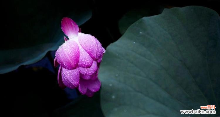 探索蓝荷花的寓意和美丽 蓝荷花的花语及象征意义