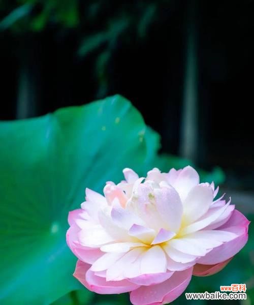 唯美而深沉 蓝荷花的花语——寂静而坚强