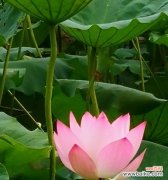 唯美而深沉 蓝荷花的花语——寂静而坚强