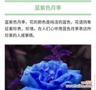 唯美如梦 蓝色月季花语