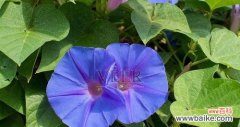 揭示蓝色牵牛花的象征意义及传达的情感 蓝色牵牛花的花语与美丽