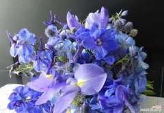 追寻自由与宁静的花语之旅 蓝色兰花的美丽与意义