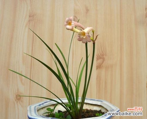 兰花飞肩的意义及其文化内涵 兰花飞肩，传承中华文化的傲骨