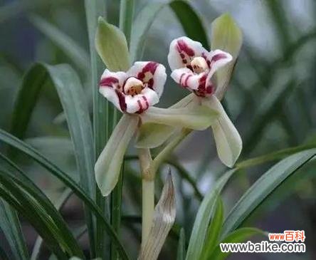 兰花飞肩的意义及其文化内涵 兰花飞肩，传承中华文化的傲骨