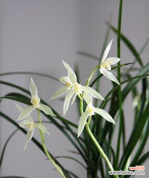 探寻兰花寓意的深层原因 兰花的寓意与象征