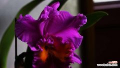 揭开兰花的神秘面纱 兰花之美