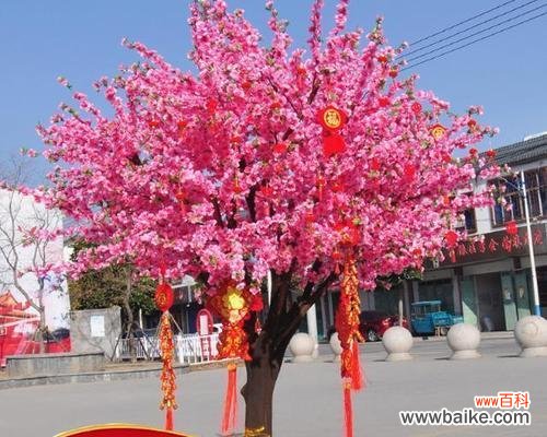 神秘而令人向往的自然奇观 许愿树——希望与传说的象征