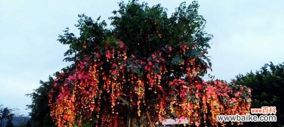 神秘而令人向往的自然奇观 许愿树——希望与传说的象征