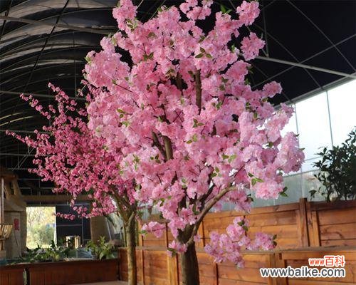 神秘而令人向往的自然奇观 许愿树——希望与传说的象征