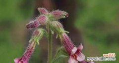揭秘玄参科植物的神奇之处 玄参科植物的共性特征与研究进展