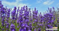 揭开熏衣草花语的神秘面纱 熏衣草的花语