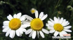 洋甘菊的花语传递的深远寓意 洋甘菊的花语与寓意