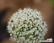 洋葱花的绽放与生命的奇迹 洋葱开花的神奇之美