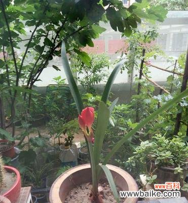 洋葱花的绽放与生命的奇迹 洋葱开花的神奇之美