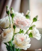 以花为媒介 洋桔梗花语与寓意