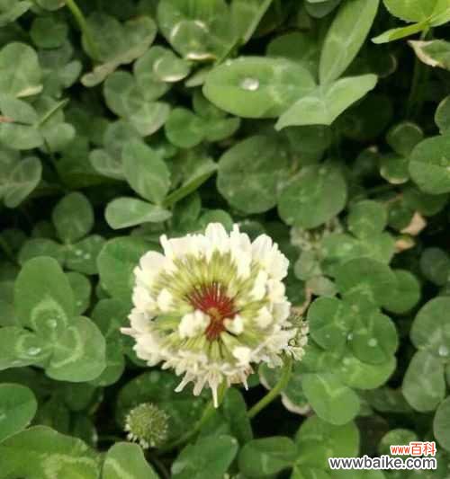 从叶子中寻找无穷的象征意义 叶子的象征意义