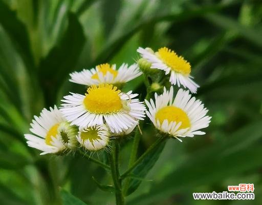 探寻一年蓬的隐藏之美 一年蓬的花语与寓意