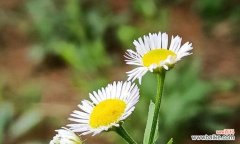 探寻一年蓬的隐藏之美 一年蓬的花语与寓意