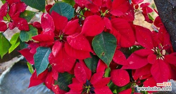 探寻一品红的花语与寓意 一品红花语与寓意