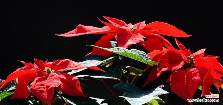 探寻一品红的花语与寓意 一品红花语与寓意