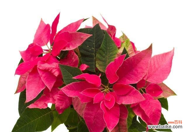 探寻一品红的花语与寓意 一品红花语与寓意