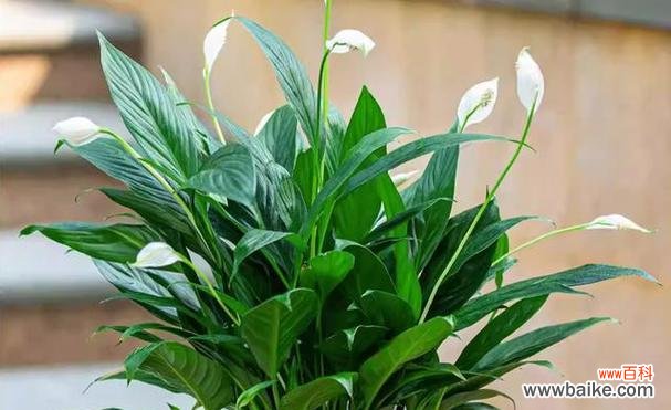 花朵盛开 一帆风顺花的象征与寓意