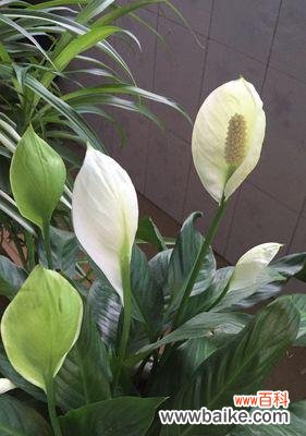 一帆风顺是如何开花的 以一帆风顺会开花吗