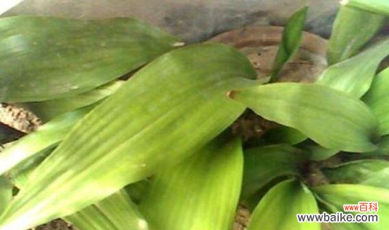 生命的希望 一叶兰花,生生不息的坚韧与美丽