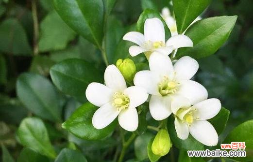 探寻宜宾市花黄桷兰的文化意蕴及其美丽的景观 黄桷兰的象征意义与宜宾之美