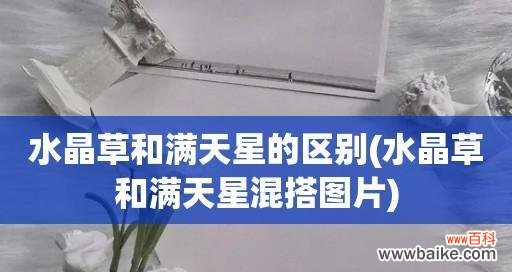 探索水晶草的隐含寓意 水晶草花语解析——寓意与象征