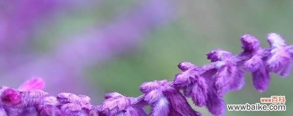 揭秘鼠尾草的花语与神奇传说 鼠尾草