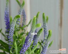 揭秘鼠尾草的花语与神奇传说 鼠尾草