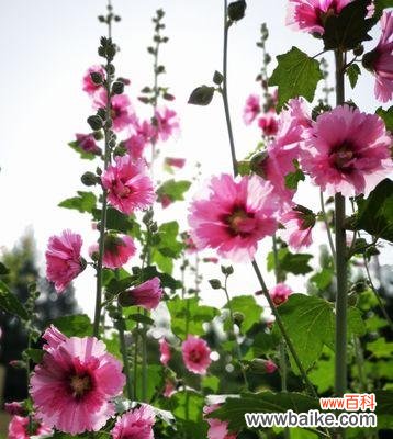 揭开蜀葵花的神秘面纱 蜀葵花语之意义与传说