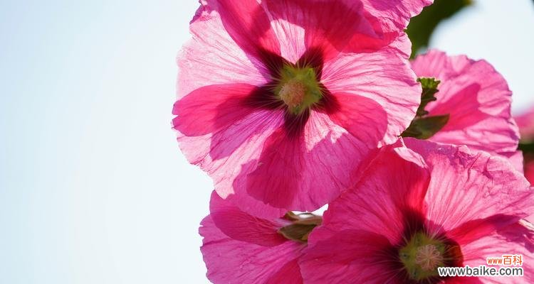 揭开蜀葵花的神秘面纱 蜀葵花语之意义与传说