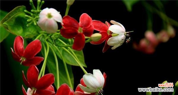 体验君子花语的优雅韵味 君子花语与寓意