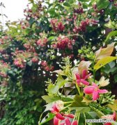 体验君子花语的优雅韵味 君子花语与寓意