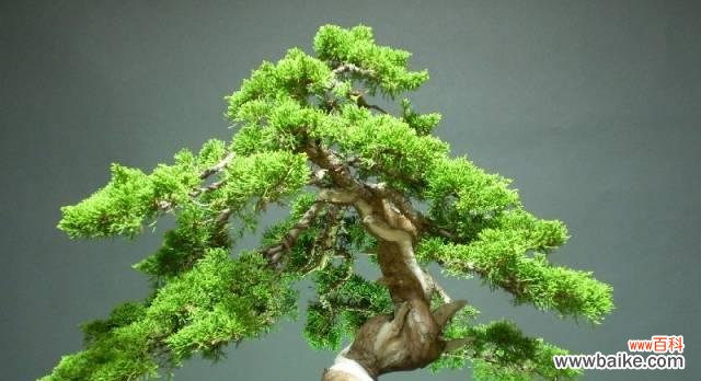 追寻永恒的生命之道 松柏的象征意义