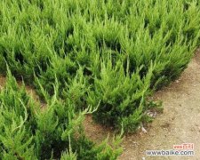 追寻永恒的生命之道 松柏的象征意义