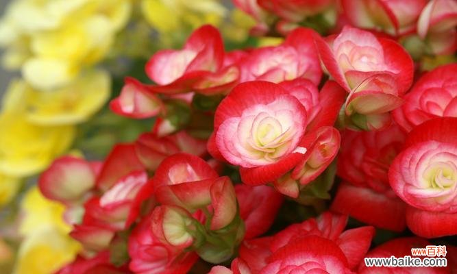 揭示四季海棠花的花语及其象征的五彩生命 四季海棠花