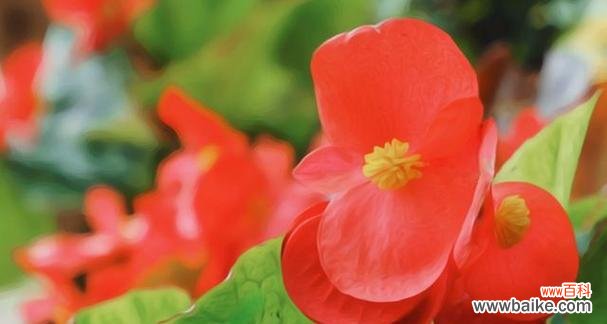 揭示四季海棠花的花语及其象征的五彩生命 四季海棠花