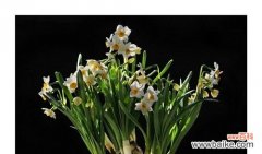 探寻水仙花的神秘世界 水仙花的美丽与寓意