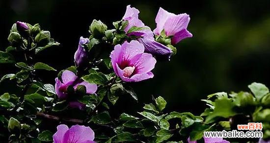 探寻水杉树花语的意义与启示 水杉树花语