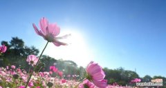 探寻水杉树花语的意义与启示 水杉树花语